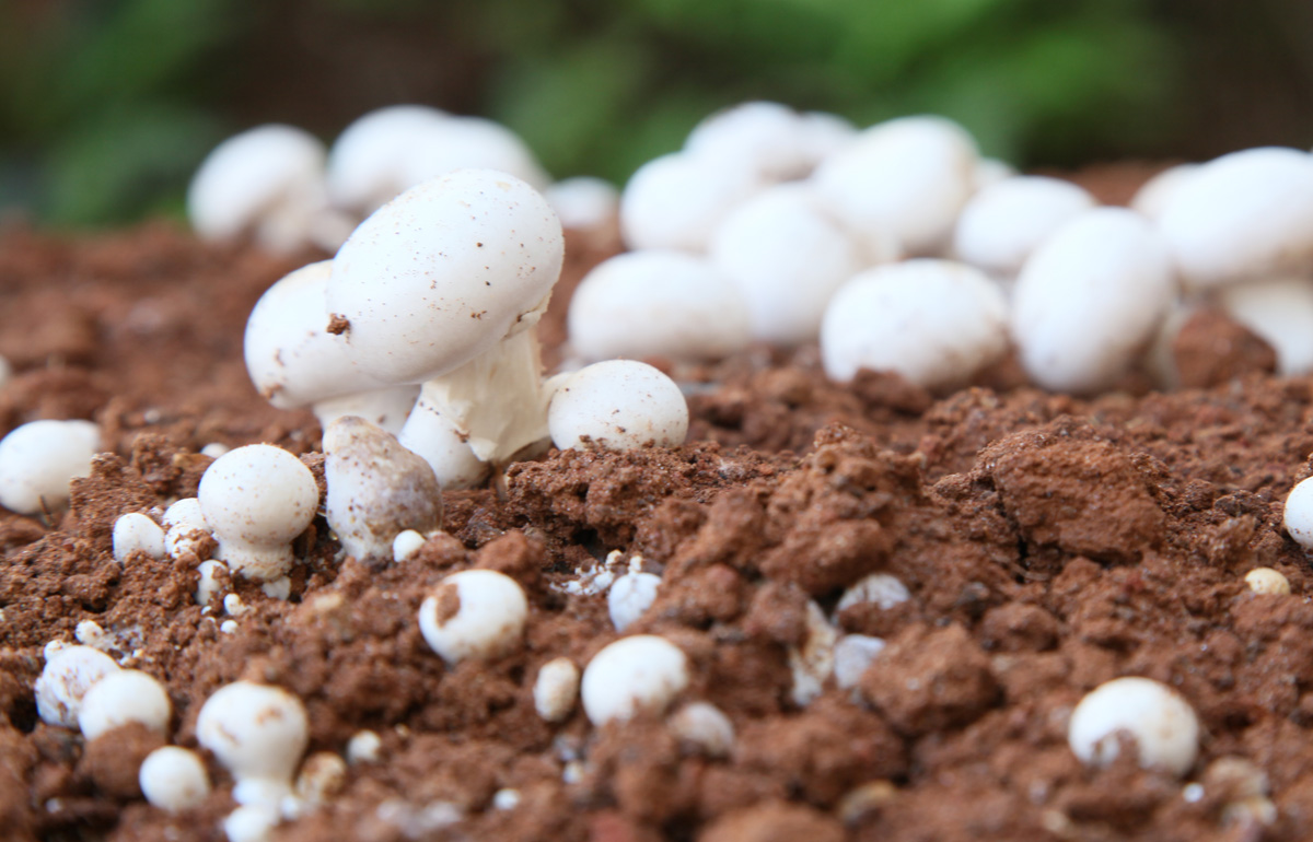 Champignon