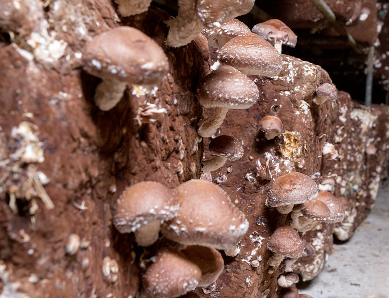 Shiitake