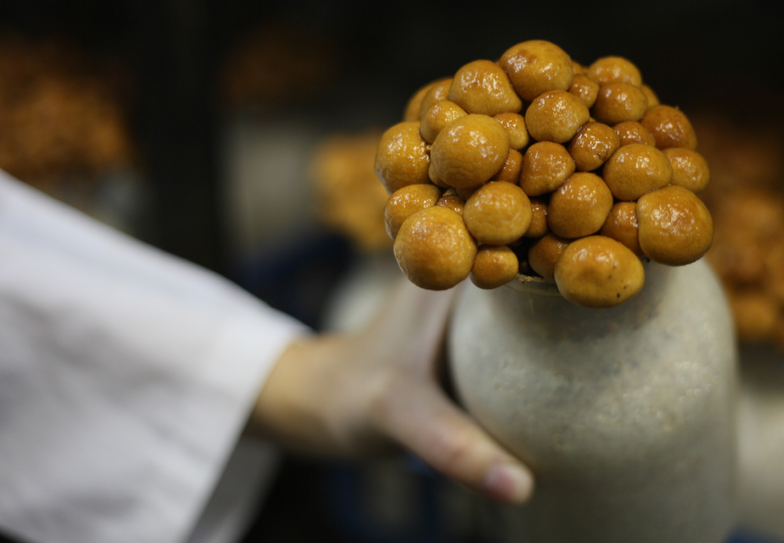 nameko-nayumi-cogumelos-