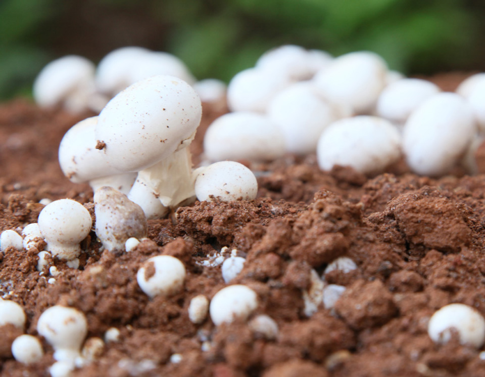 cogumelo-Champignon-fresco-nayumi